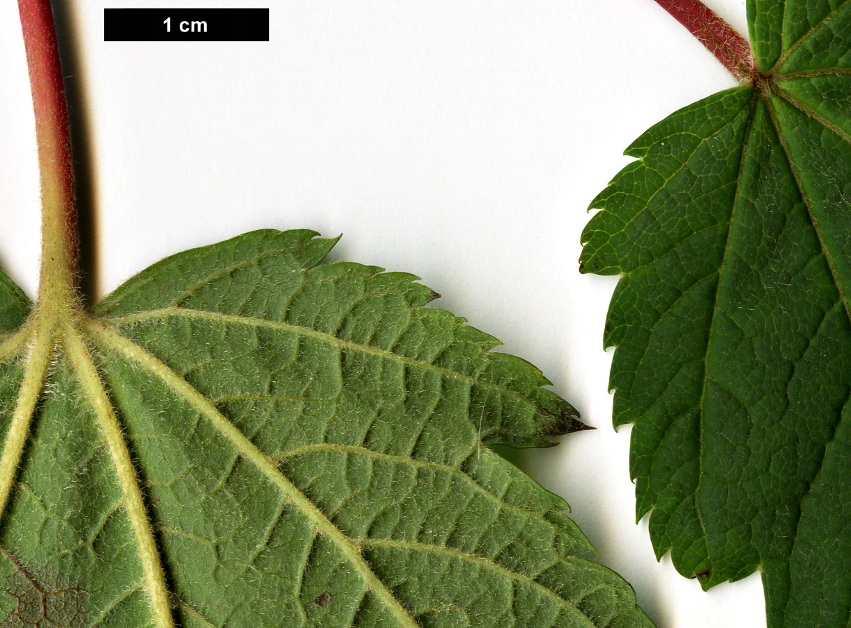High resolution image: Family: Sapindaceae - Genus: Acer - Taxon: caudatum - SpeciesSub: var. georgei